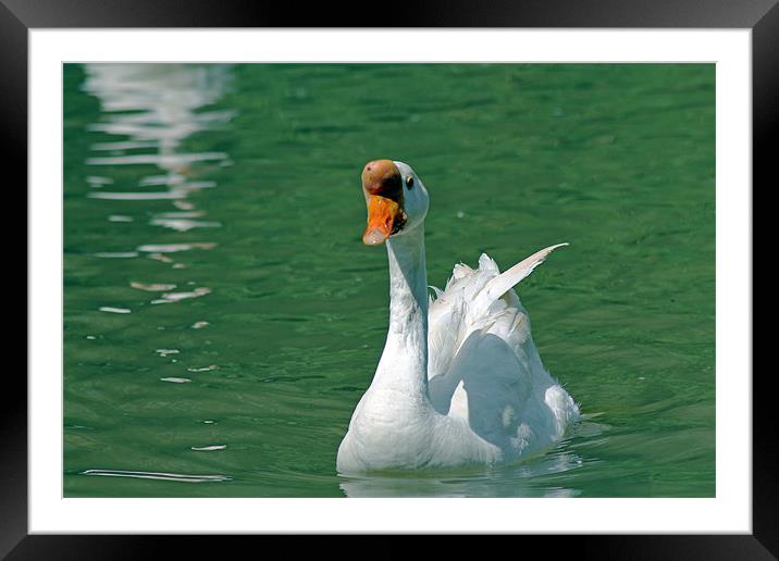 White Chinese Goose Framed Mounted Print by Tony Murtagh