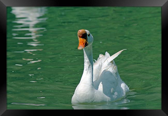 White Chinese Goose Framed Print by Tony Murtagh