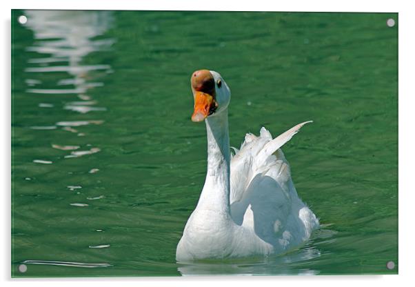 White Chinese Goose Acrylic by Tony Murtagh