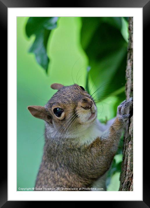 Inquisitive Squirrel Framed Mounted Print by Sean Foreman