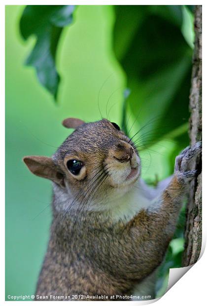 Inquisitive Squirrel Print by Sean Foreman
