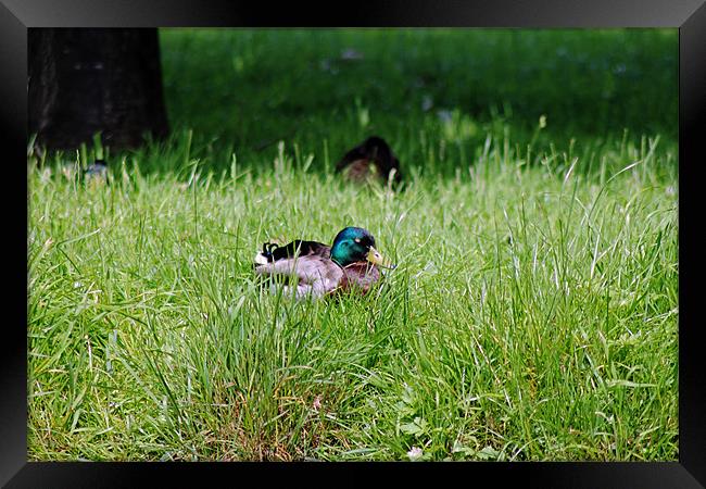 Duck in Field Framed Print by Tony Murtagh