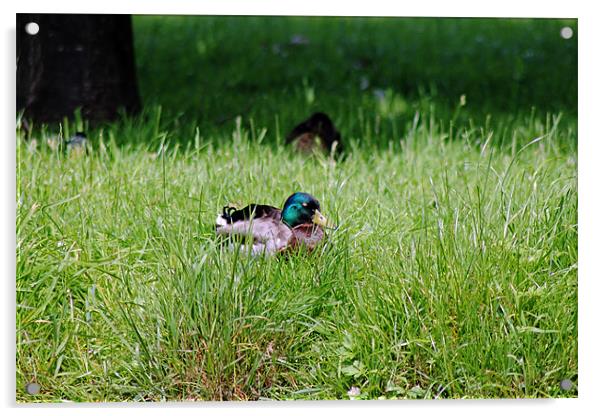 Duck in Field Acrylic by Tony Murtagh