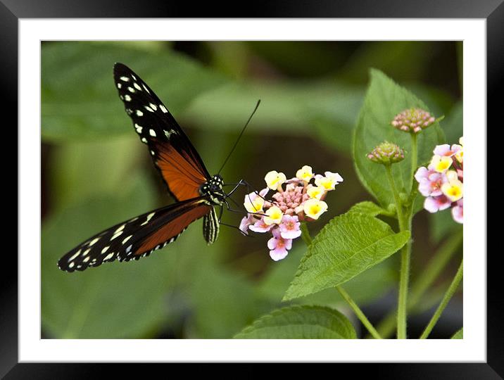 Monarch Butterfly Framed Mounted Print by Catherine Joll