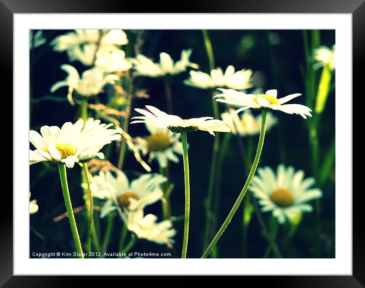 Daisies Framed Mounted Print by Kim Slater