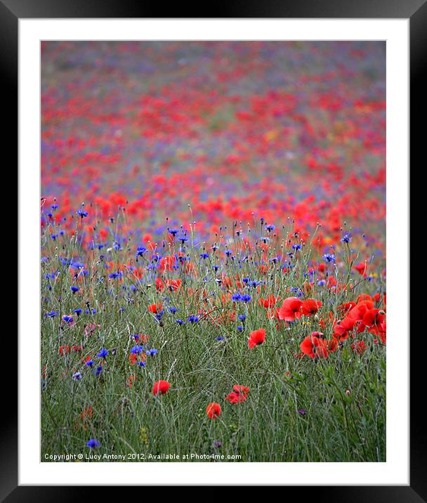 wildflower meadow Framed Mounted Print by Lucy Antony