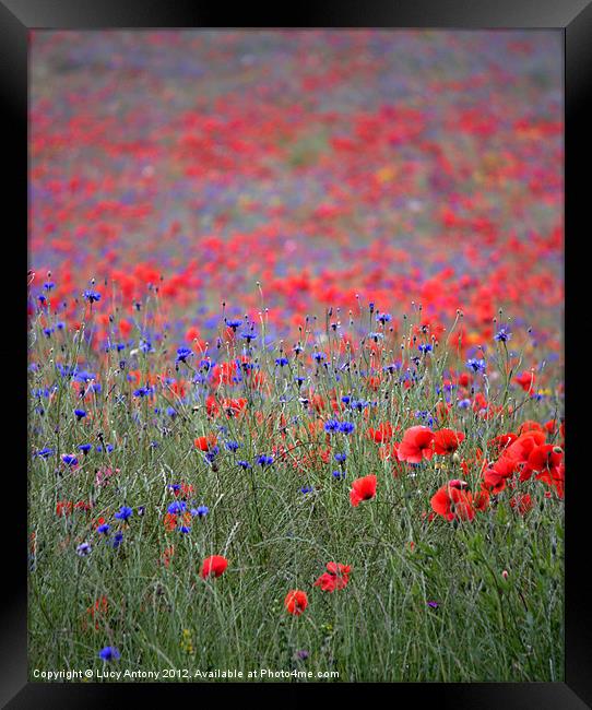 wildflower meadow Framed Print by Lucy Antony