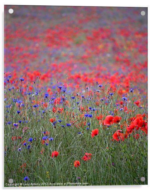 wildflower meadow Acrylic by Lucy Antony