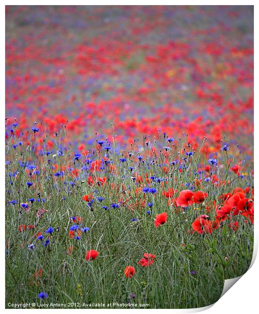 wildflower meadow Print by Lucy Antony