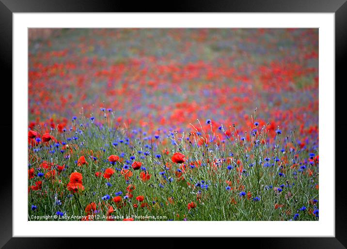 wildflower meadow 2 Framed Mounted Print by Lucy Antony