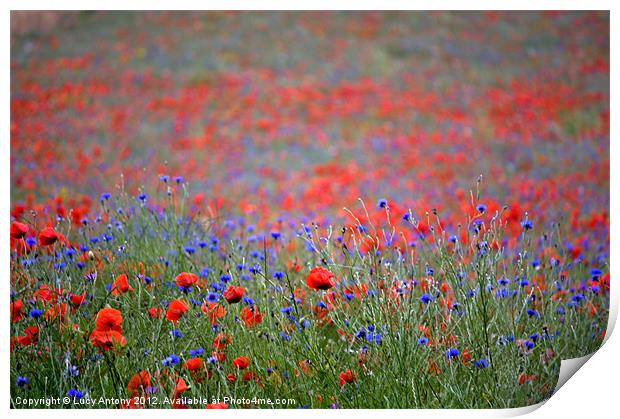 wildflower meadow 2 Print by Lucy Antony