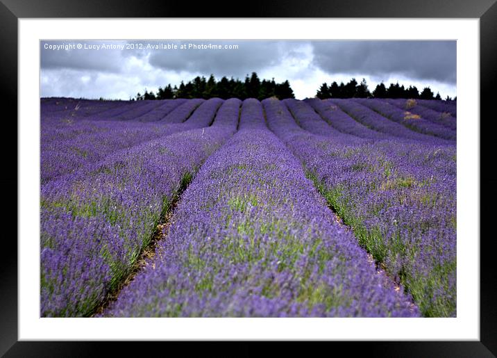 lavender field Framed Mounted Print by Lucy Antony
