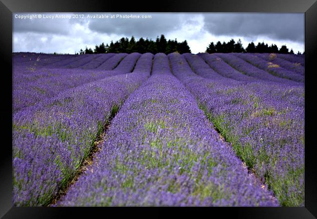 lavender field Framed Print by Lucy Antony