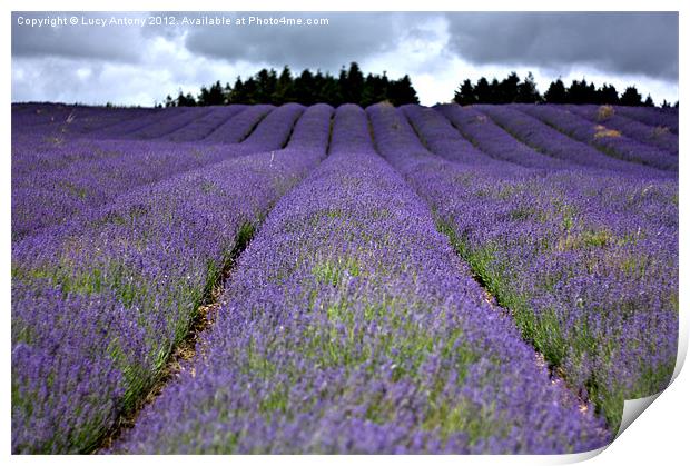 lavender field Print by Lucy Antony