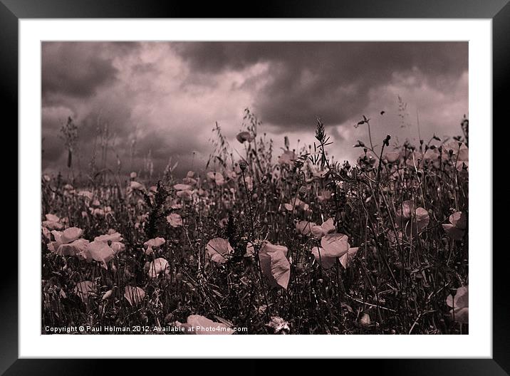 Poppies Framed Mounted Print by Paul Holman Photography