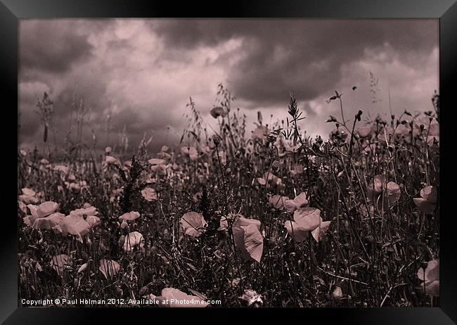 Poppies Framed Print by Paul Holman Photography