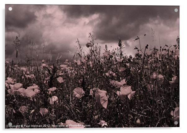 Poppies Acrylic by Paul Holman Photography