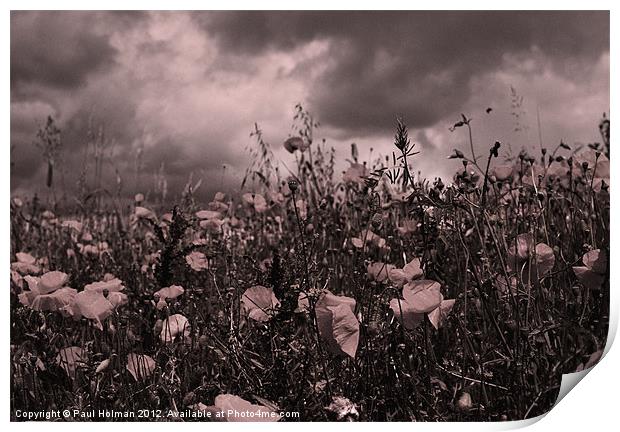Poppies Print by Paul Holman Photography