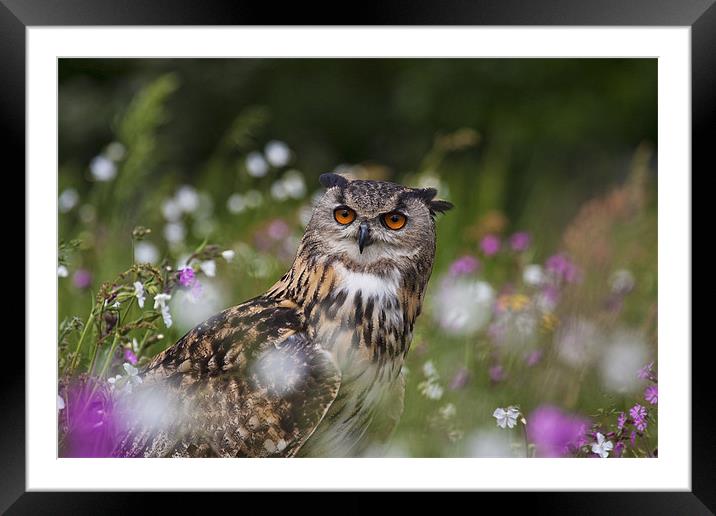 Owl in the Meadow Framed Mounted Print by Val Saxby LRPS