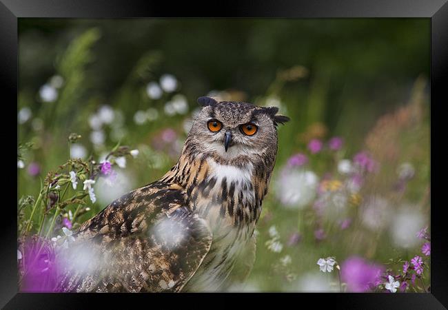 Owl in the Meadow Framed Print by Val Saxby LRPS