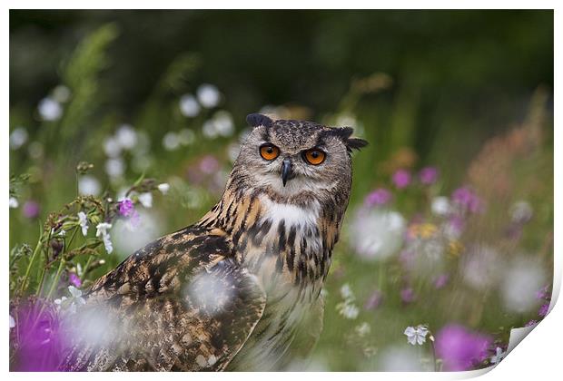 Owl in the Meadow Print by Val Saxby LRPS