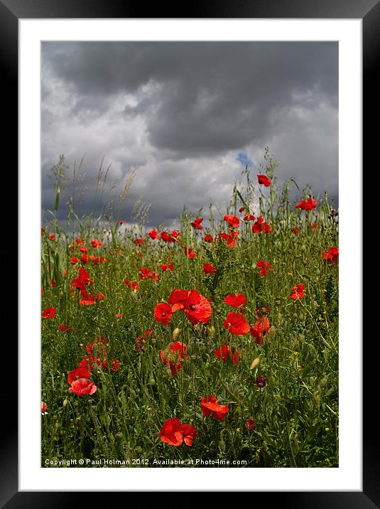 Poppies 2 Framed Mounted Print by Paul Holman Photography