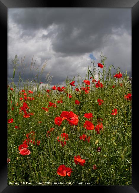 Poppies 2 Framed Print by Paul Holman Photography
