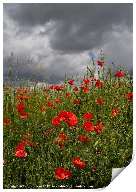 Poppies 2 Print by Paul Holman Photography