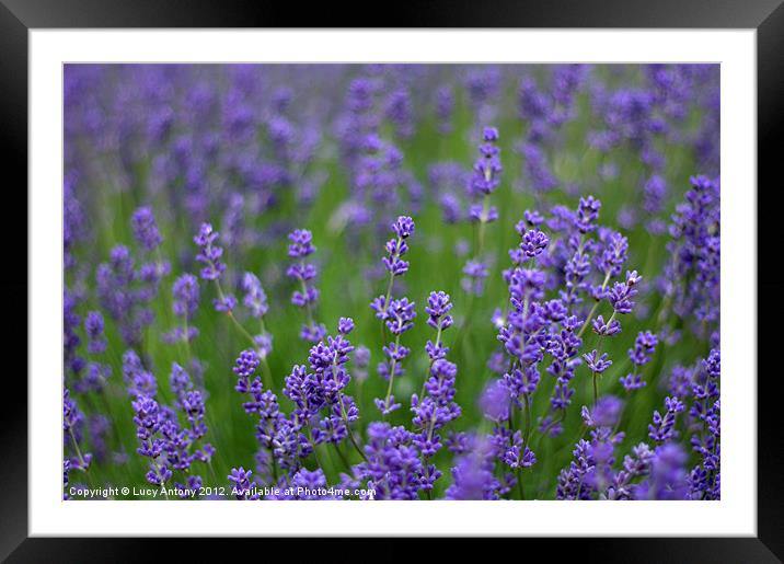 English lavender Framed Mounted Print by Lucy Antony