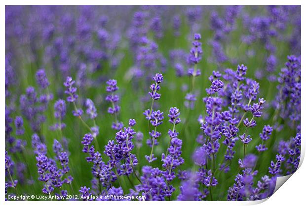 English lavender Print by Lucy Antony