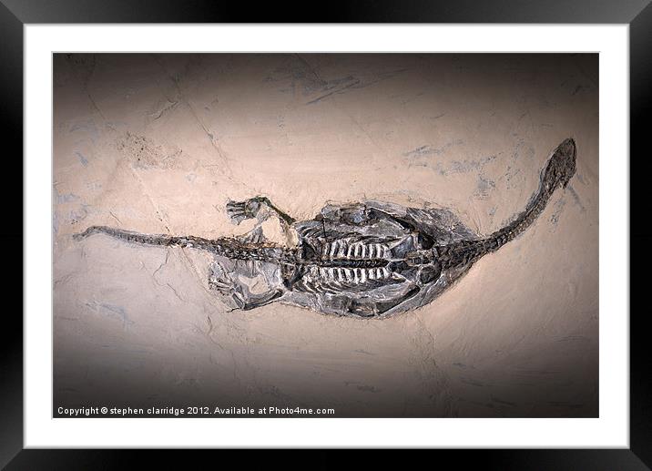 Keichousaurus fossil Framed Mounted Print by stephen clarridge