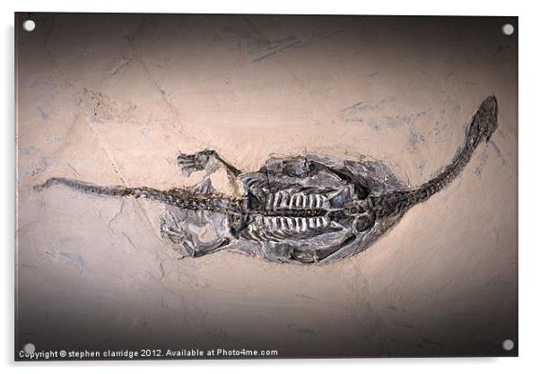 Keichousaurus fossil Acrylic by stephen clarridge
