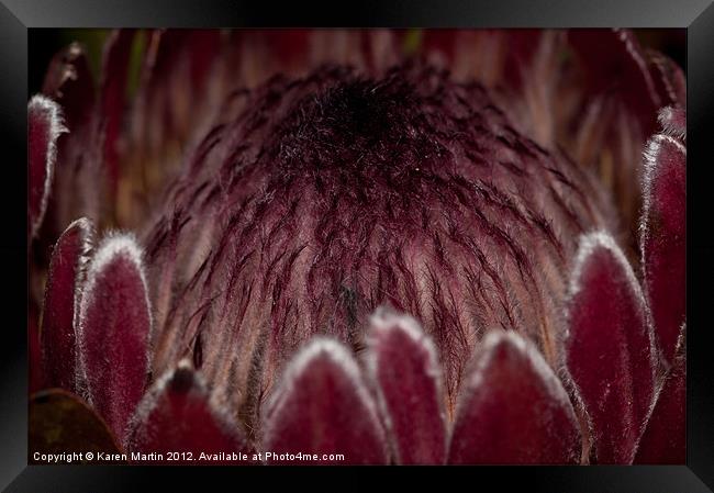 Protea Framed Print by Karen Martin