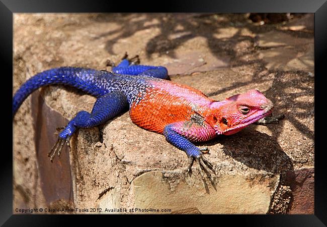 East African Rainbow Agama Lizard Male Framed Print by Carole-Anne Fooks