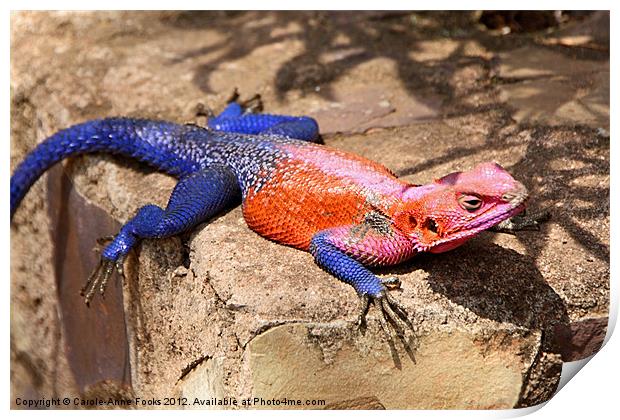 East African Rainbow Agama Lizard Male Print by Carole-Anne Fooks