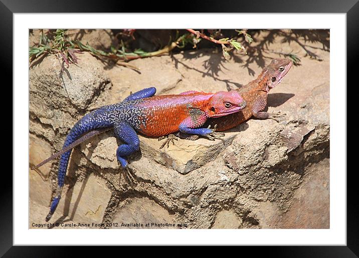 East African Rainbow Agama Mating Framed Mounted Print by Carole-Anne Fooks