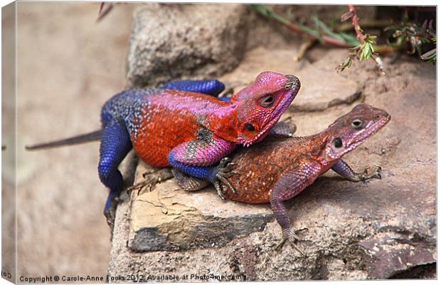 East African Rainbow Agama Mating Canvas Print by Carole-Anne Fooks