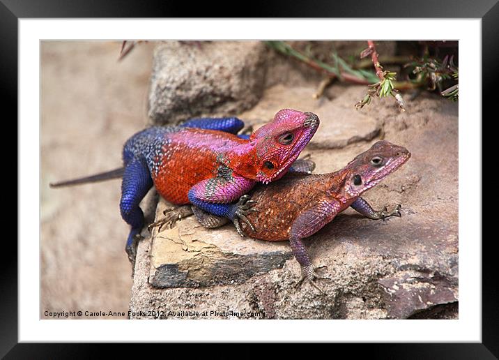 East African Rainbow Agama Mating Framed Mounted Print by Carole-Anne Fooks