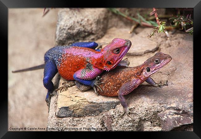 East African Rainbow Agama Mating Framed Print by Carole-Anne Fooks