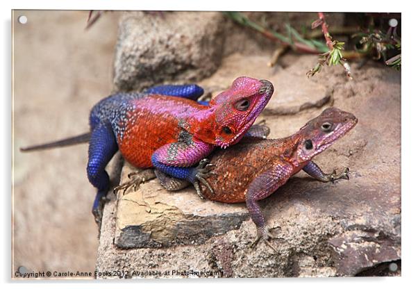 East African Rainbow Agama Mating Acrylic by Carole-Anne Fooks