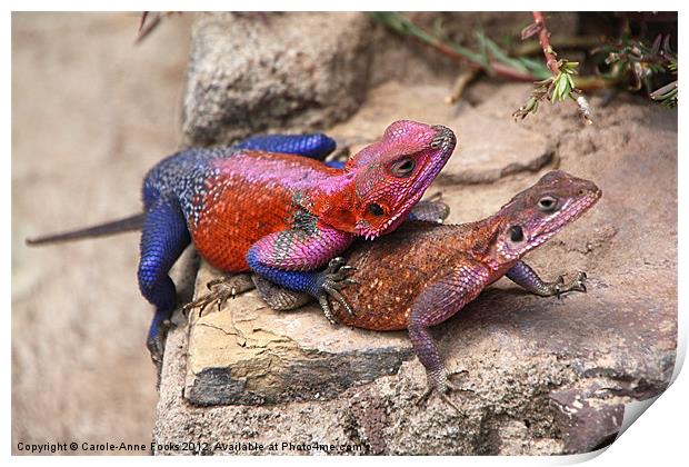 East African Rainbow Agama Mating Print by Carole-Anne Fooks