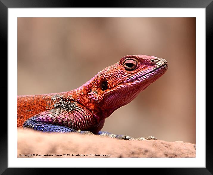 East African Rainbow Agama Lizard Male Framed Mounted Print by Carole-Anne Fooks