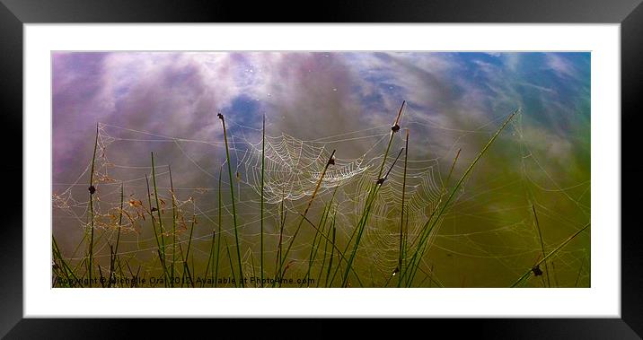 Early Morning Spiders' Webs Framed Mounted Print by Michelle Orai