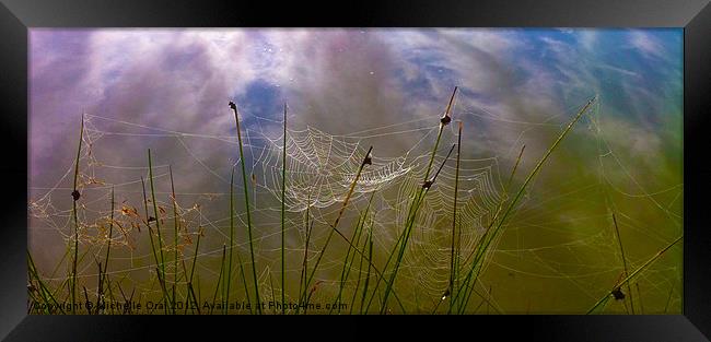 Early Morning Spiders' Webs Framed Print by Michelle Orai