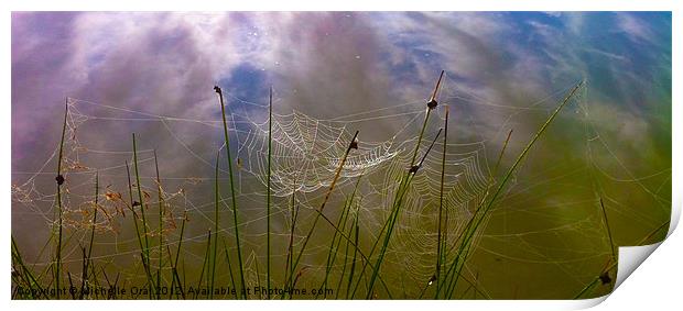 Early Morning Spiders' Webs Print by Michelle Orai