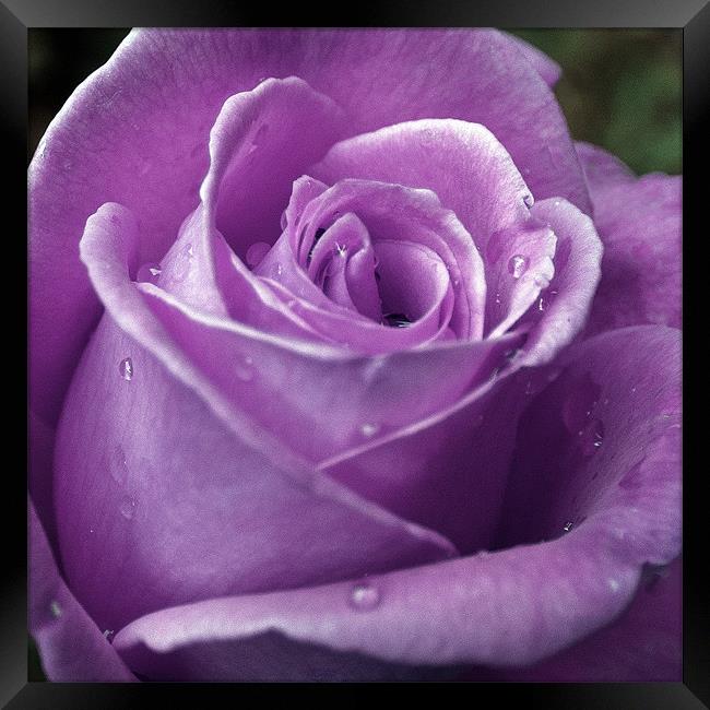 Purple Rose Framed Print by Mark Battista