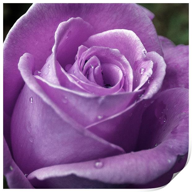 Purple Rose Print by Mark Battista