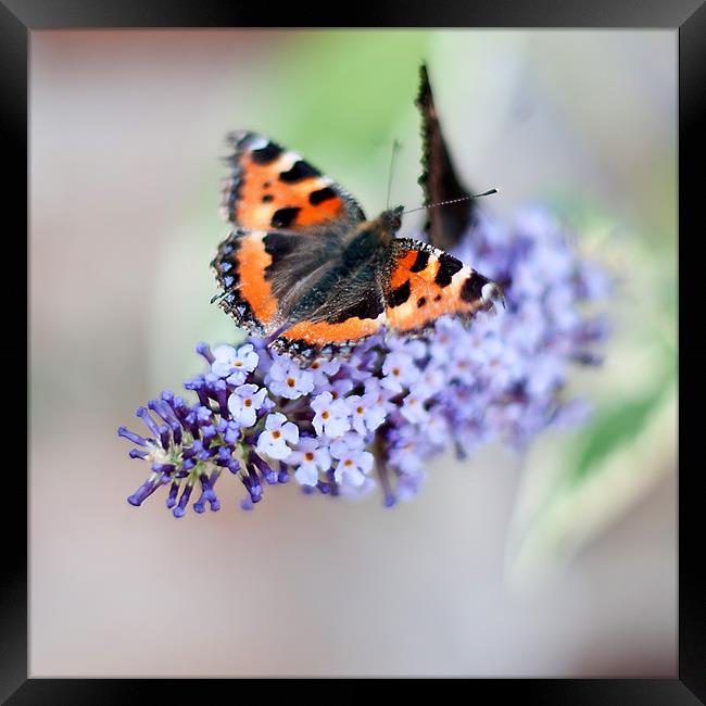 Butterfly Framed Print by Kerry Murray