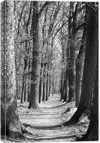 Woodland path Canvas Print by Kerry Murray