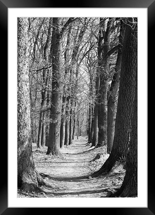 Woodland path Framed Mounted Print by Kerry Murray